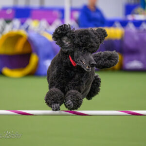 MAS-EX-JWW-24-Inch_3592-scaled